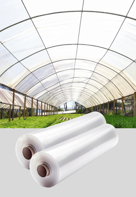 Sera <br /> Örtüsü